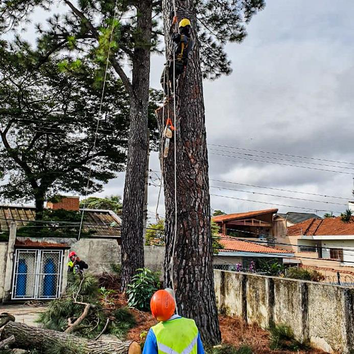EE Maria Paula Marcondes Domingues - Poda e corte de árvores com compensação ambiental